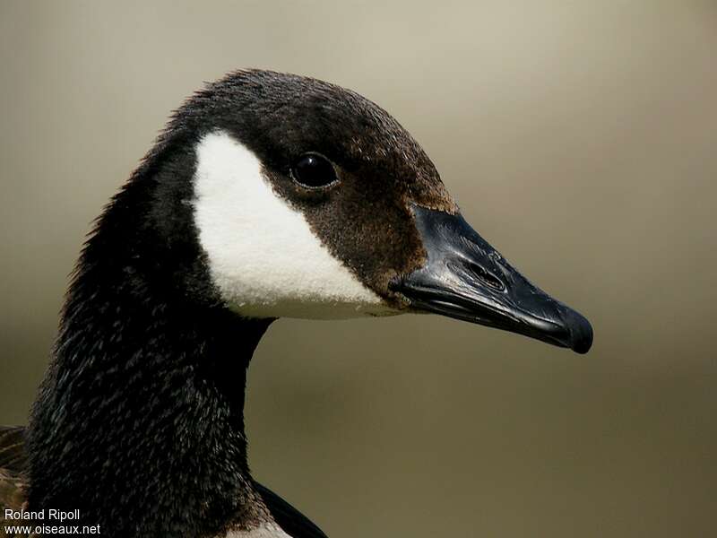 Canada Gooseadult, close-up portrait