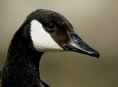 Canada Goose