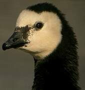 Barnacle Goose