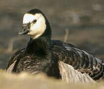 Barnacle Goose