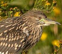 Black-crowned Night Heron