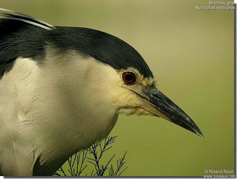 Black-crowned Night Heronadult