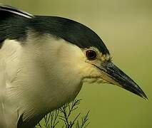 Black-crowned Night Heron