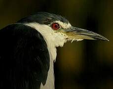 Black-crowned Night Heron