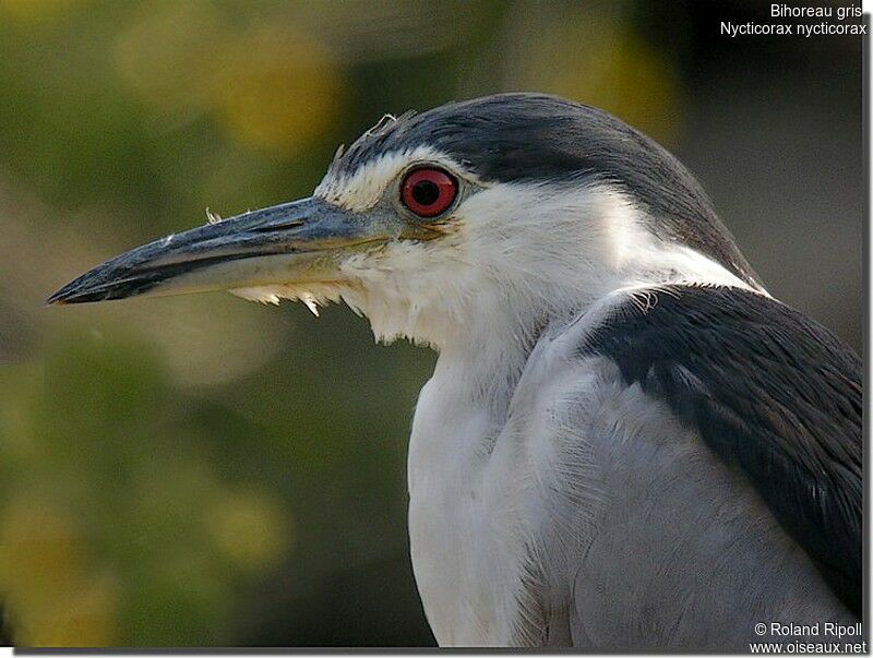 Black-crowned Night Heronadult