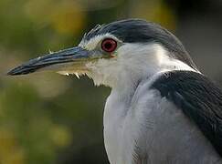 Black-crowned Night Heron