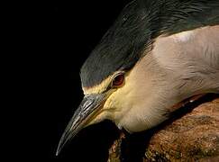 Black-crowned Night Heron