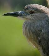 Black-crowned Night Heron