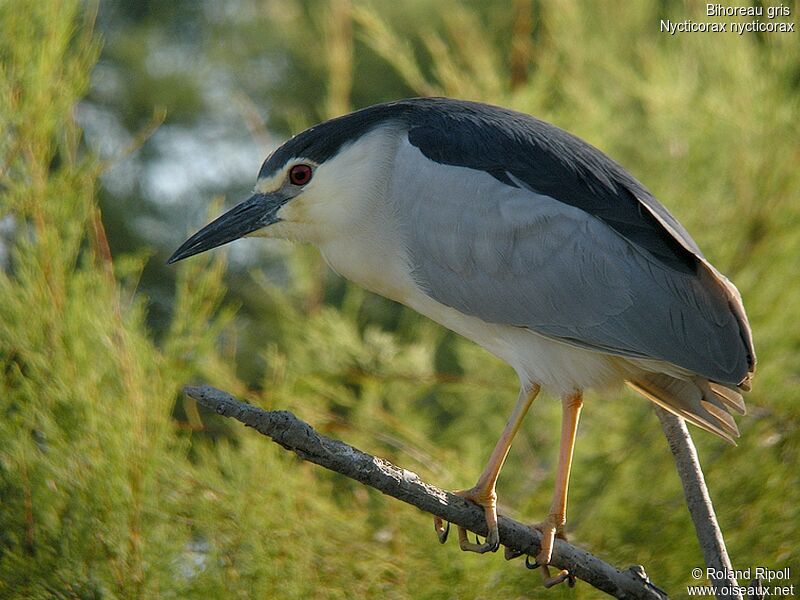 Black-crowned Night Heronadult