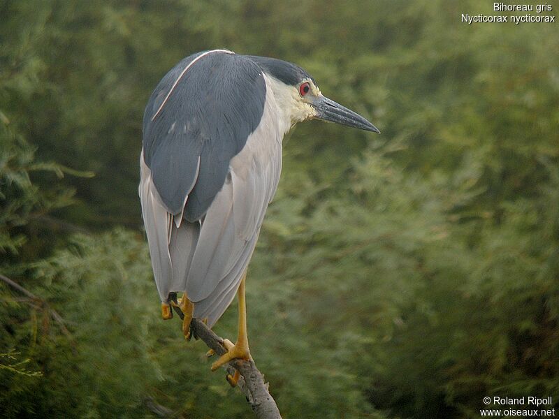 Black-crowned Night Heronadult