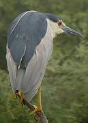 Black-crowned Night Heron