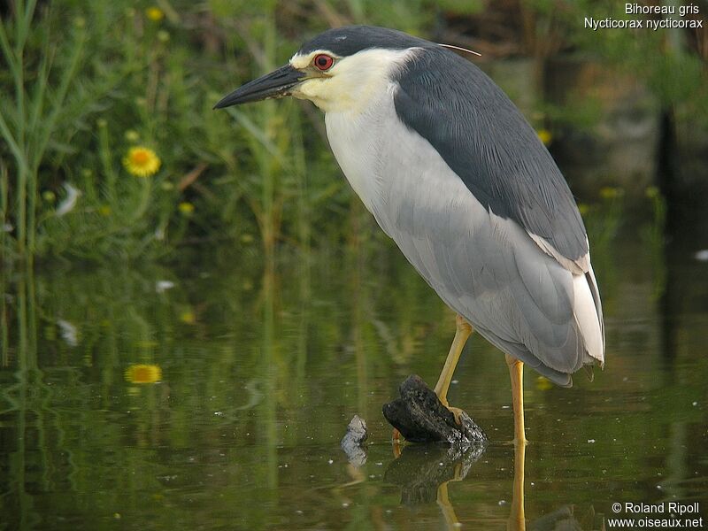 Black-crowned Night Heronadult