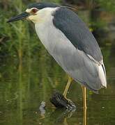 Black-crowned Night Heron