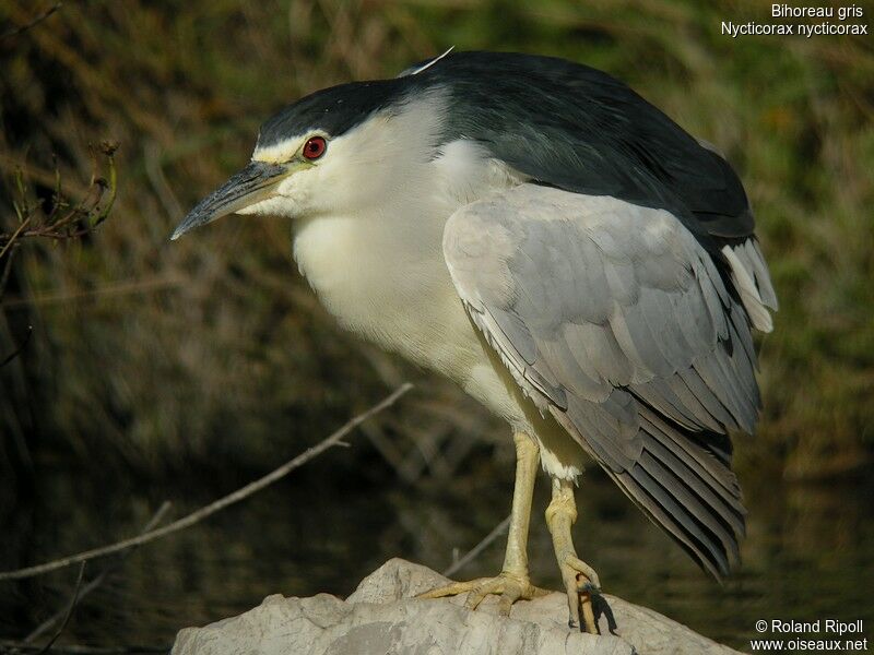 Black-crowned Night Heronadult