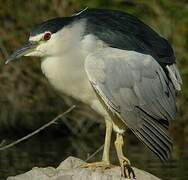 Black-crowned Night Heron