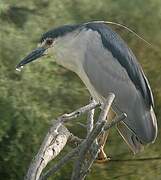 Black-crowned Night Heron