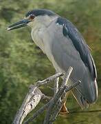 Black-crowned Night Heron