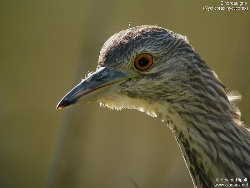 Black-crowned Night Heronjuvenile