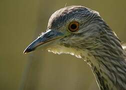 Black-crowned Night Heron