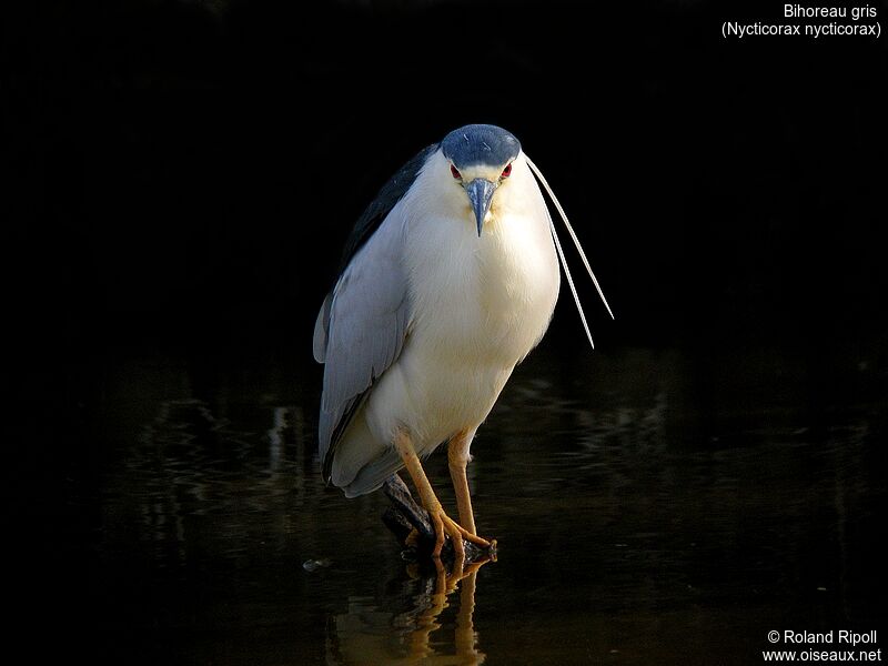 Black-crowned Night Heronadult