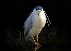 Black-crowned Night Heron