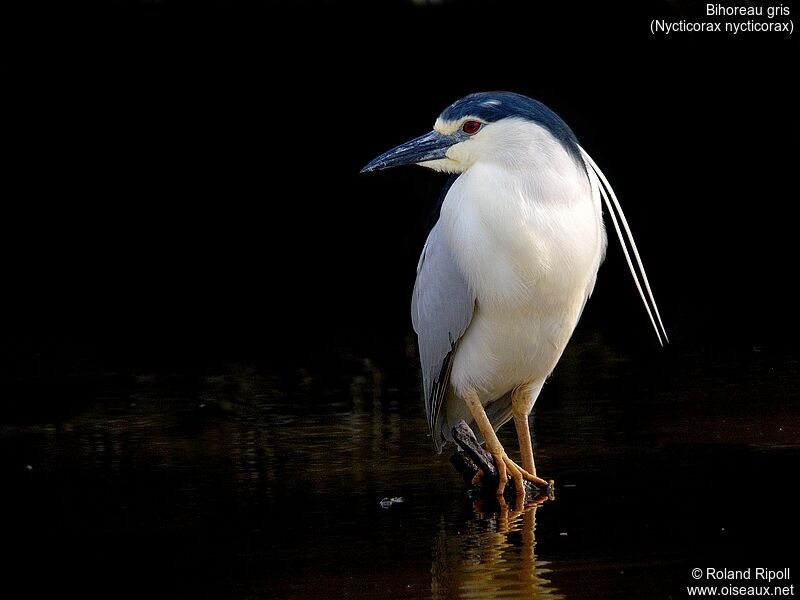 Black-crowned Night Heronadult