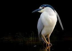 Black-crowned Night Heron