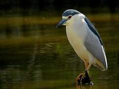 Black-crowned Night Heron