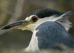 Black-crowned Night Heron