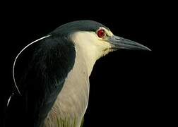 Black-crowned Night Heron