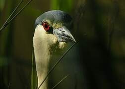 Black-crowned Night Heron