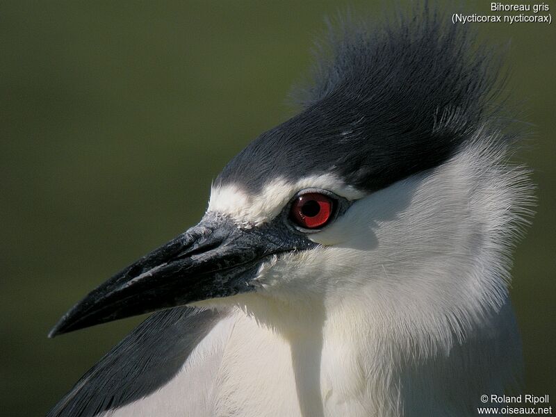 Black-crowned Night Heronadult