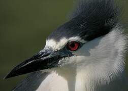 Black-crowned Night Heron