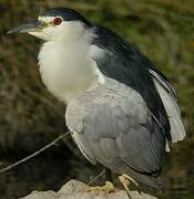 Black-crowned Night Heron