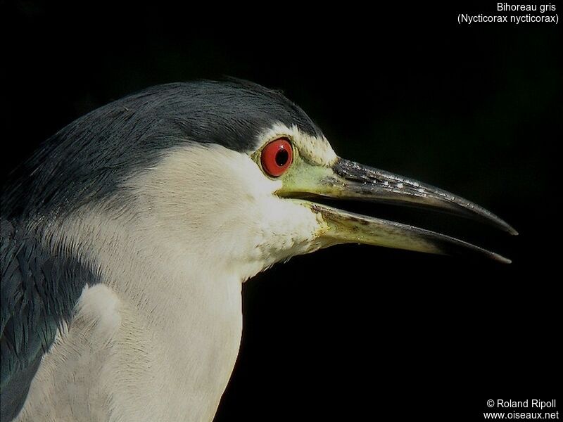 Black-crowned Night Heronadult