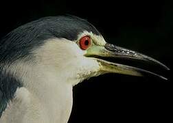 Black-crowned Night Heron