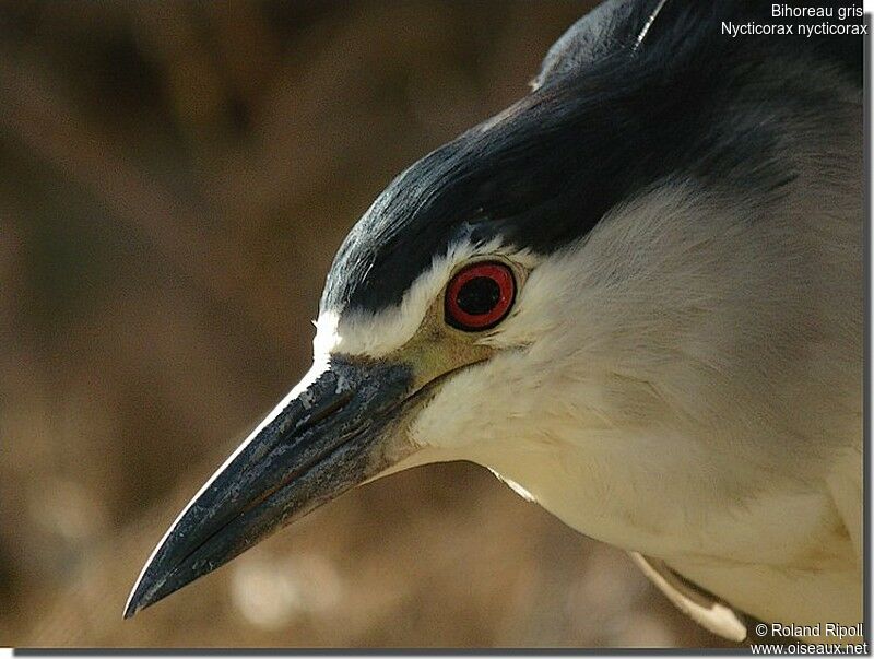 Black-crowned Night Heronadult