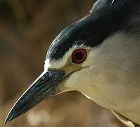 Black-crowned Night Heron