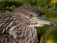 Black-crowned Night Heron