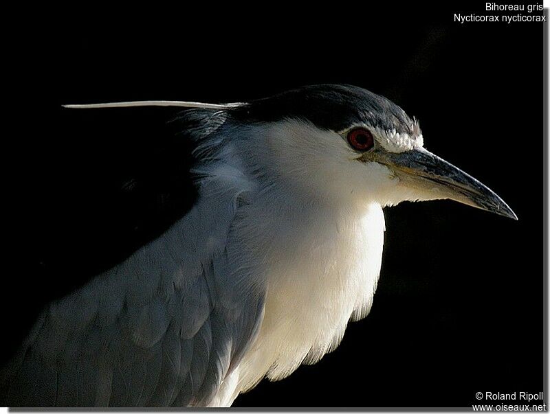 Black-crowned Night Heronadult