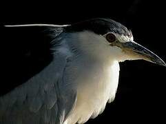 Black-crowned Night Heron