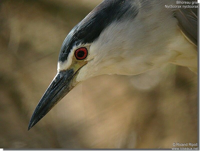 Black-crowned Night Heronadult