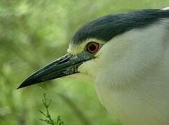 Black-crowned Night Heron