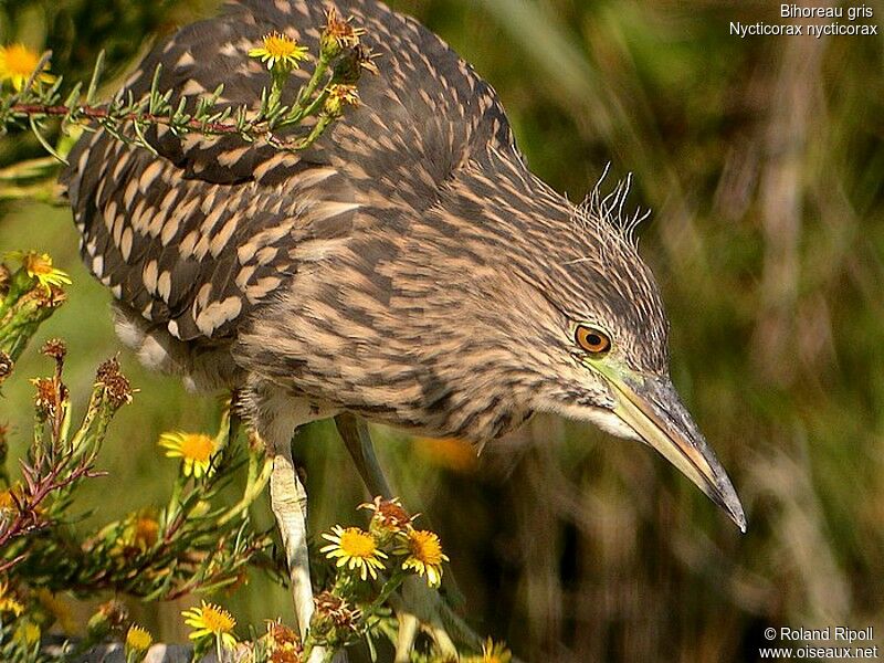 Black-crowned Night Heronjuvenile