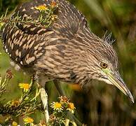 Black-crowned Night Heron