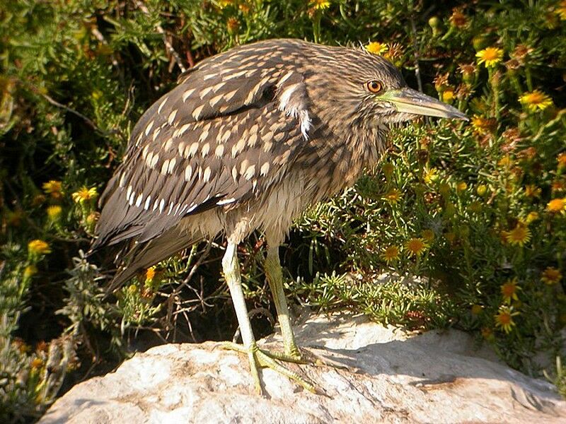 Black-crowned Night Heron