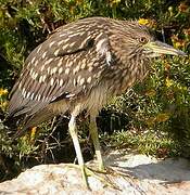 Black-crowned Night Heron