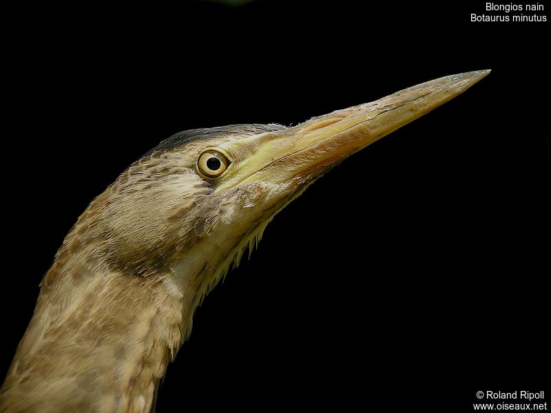 Little Bittern