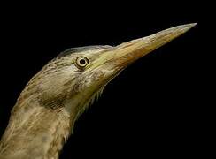 Little Bittern