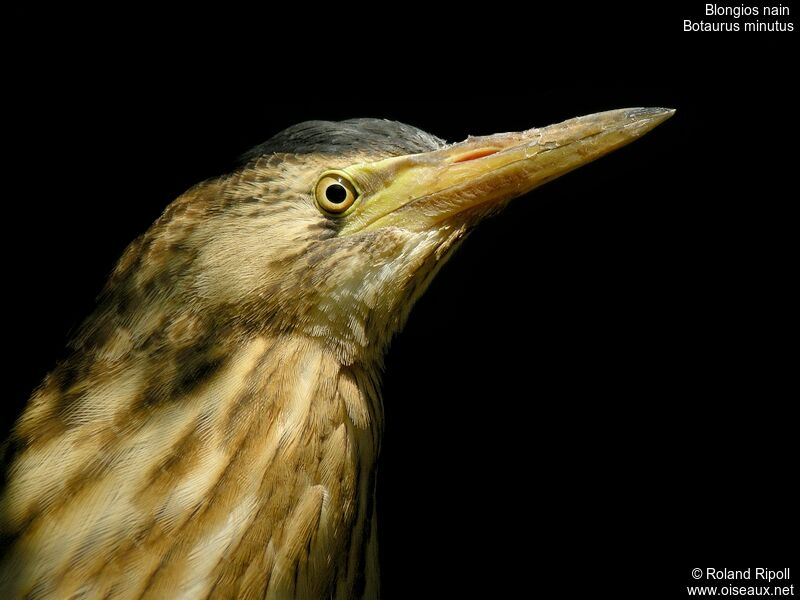 Little Bittern